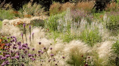从色系上来扒一扒观赏草,看看哪个草影让你-景观动态-筑龙园林景观