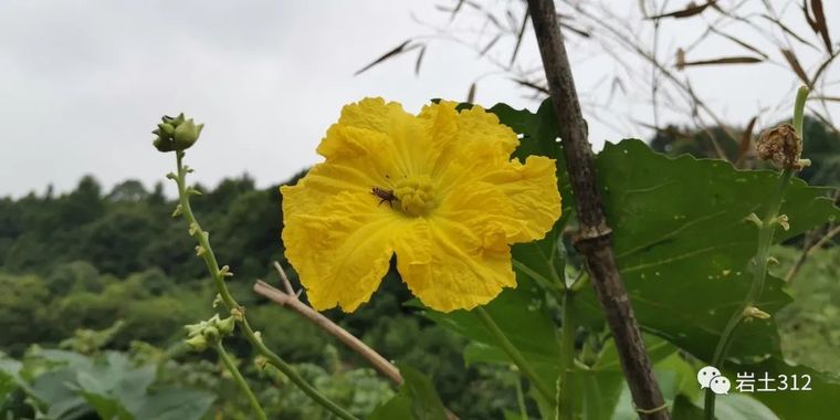 建筑夹层板资料下载-红层地基中的软弱夹层与桩基设计杂谈