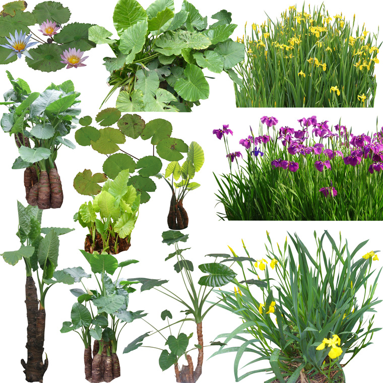 6套景观-水生植物psd素材