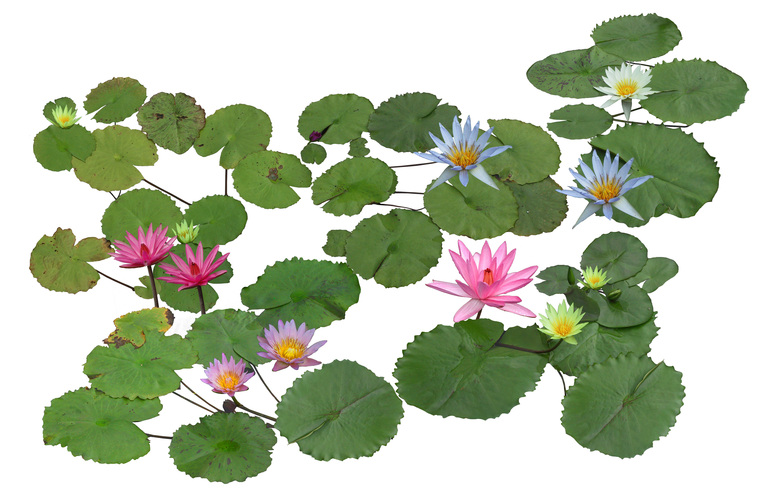 6套景观-水生植物psd素材