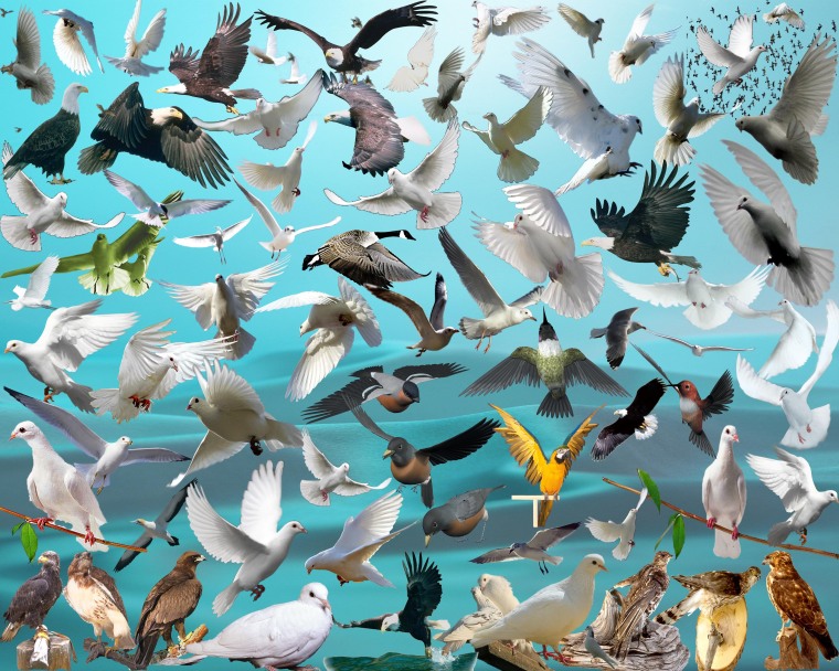 100套现代景观素材资料下载-2套景观-鸟类PSD素材