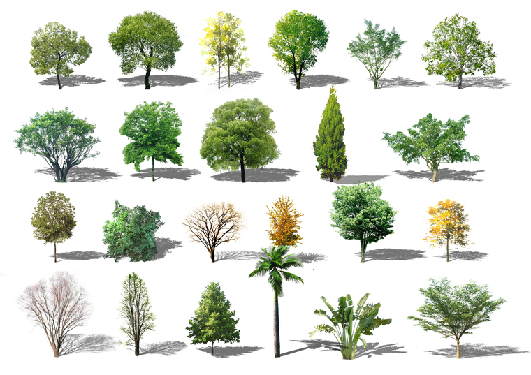 16套景观-乔木类psd素材