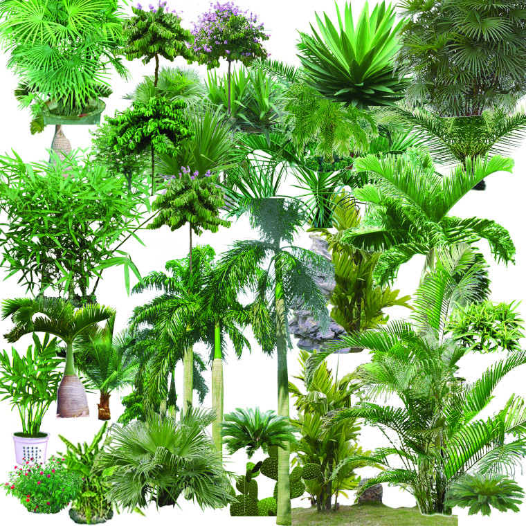 4套景观立面素材资料下载-7套景观-热带树PSD素材