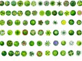 园林平面植物-普通风格PSD素材