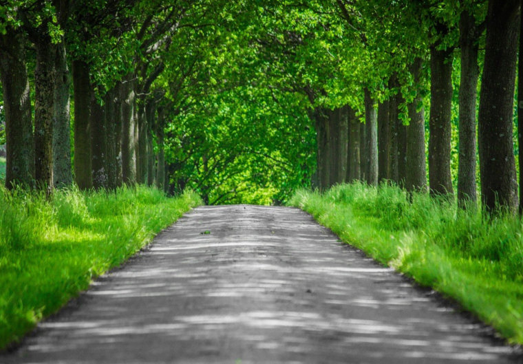 湖南道路绿化提升施工方案资料下载-道路绿化品质提升工程招标文件