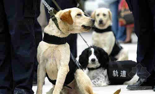 上海市公安局刑侦大楼资料下载-北京市公安局：七成人赞成警犬在地铁巡逻