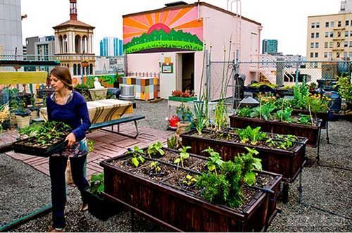 屋顶农场花园cad资料下载-屋顶农场 做个城市农民最酷
