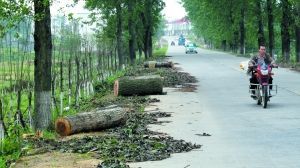 铁路站区景观绿化工程资料下载-砍大树种小树 江西湖口225亿绿化工程遭质疑