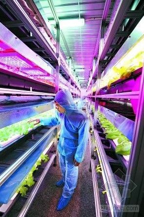 工厂植物案例资料下载-中国首座植物工厂投入运营 没阳光也能种菜