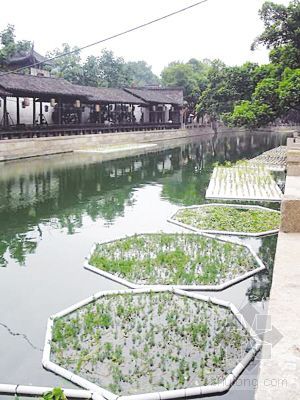 植物浮床CAD资料下载-江苏古镇治污有绝招 “生态浮床”犹如菜园