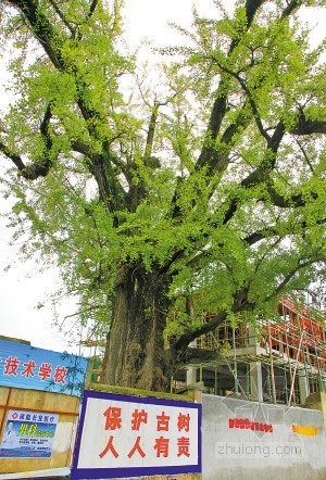 楼房加固设计方案资料下载-六老人为900岁古银杏求救 施工单位修改设计方案