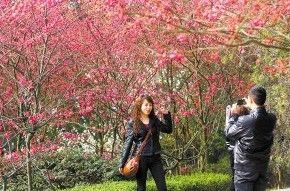 重庆植物种植资料下载-重庆：南山植物园的樱花开了 