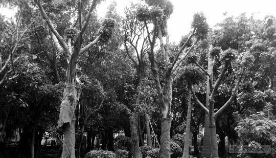 佛山绿化工程资料下载-国家林业局禁令挡不住 佛山均价2.3万天价树开种