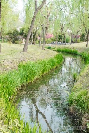 滨水景观水生植物设计资料下载-扬州：水岸绿化托出“滨水园林城” 