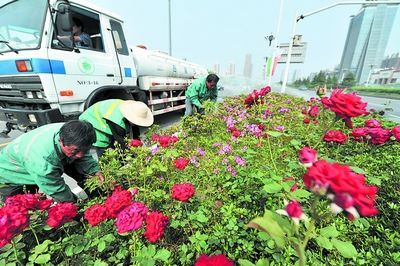 五米绿化带资料下载-长沙岳麓区两主干道绿化带实施景观提质改造