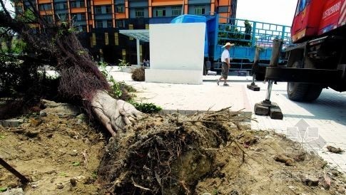 砍伐树木施工资料下载-广州机场路多棵树木被砍伐 施工单位待核查