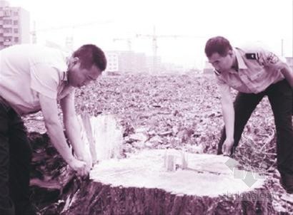 砍伐树木施工资料下载-50年老杨树未经批准被砍伐