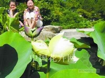 荷花植物su资料下载-北京植物园荷花展现“并蒂莲花”