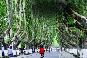 人行道树池图片资料下载-南京行道树被低消费 年“生活费”仅18块5
