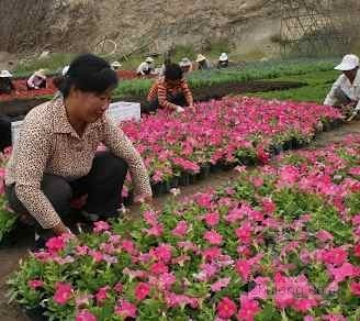 桥底绿化灌溉资料下载-亮丽的园林城市离不开的人：绿化工人