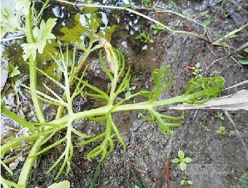 野生植物资源资料下载-浙大发现10株国家重点保护野生植物水蕨