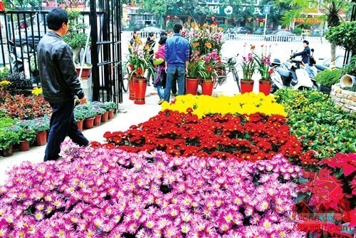 花卉市场建筑资料下载-迎新年 花市美丽鲜花一览