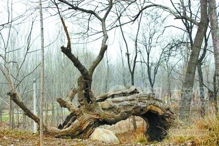 玉水寨古树资料下载-网友呼吁保护古树