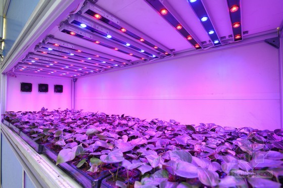 led灯工厂灯资料下载-LED植物生长灯 千亿市场空间待掘金