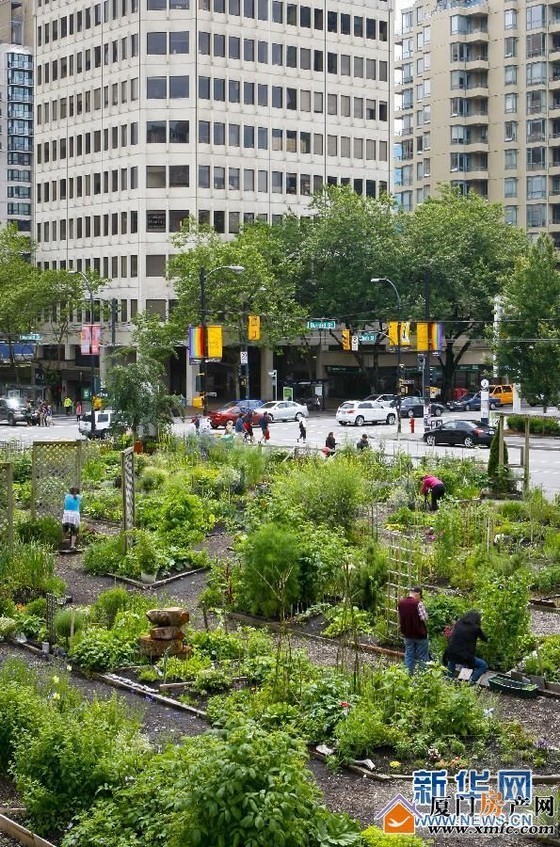城市街旁景观su模型资料下载-温哥华街旁种蔬菜 实施社区花园计划