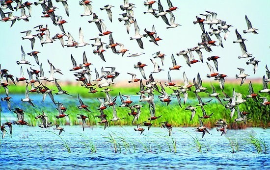 鸟类湿地景观文本资料下载-盘锦湿地鸟类的天堂