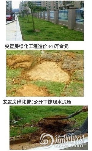 绿化种草皮资料下载-工程造价640万绿化工程 被曝水泥地上种绿树