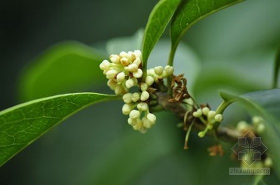 天安门国庆花坛植物资料下载-上海植物园早银桂有记录以来首次二度开花