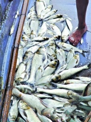 广州大坦沙污水资料下载-污水系统泄漏致千条鱼死亡 广州