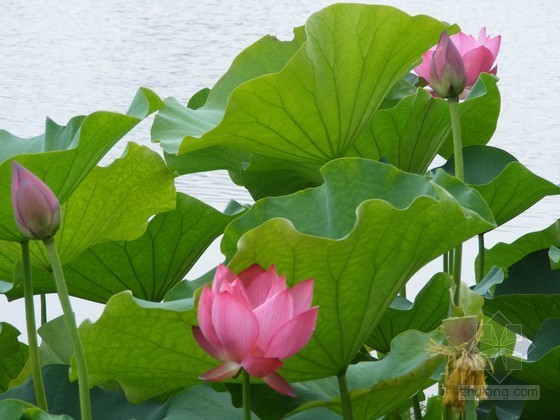 植物园展览馆资料下载-合肥植物园扩建二期工程 海棠蔷薇百花争艳