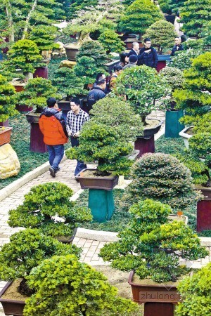 大型植物盆栽su资料下载-200盆台湾盆栽精品在广东佛山展出 
