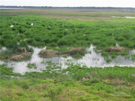 湿地保护与利用资料下载-专家呼吁加强湿地保护 早日呈现“美丽中国”