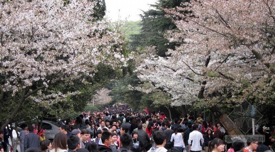 [分享]武汉大学回应赏樱花门票涨价:以花养花