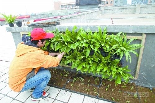 屋顶绿化标准资料下载-《河南省屋顶绿化技术规范》通过审定 将颁布实施