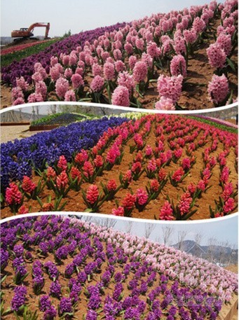 青岛世园会花海景观初现资料下载-青岛世园会花海景观初现 鲜花可随季节变换