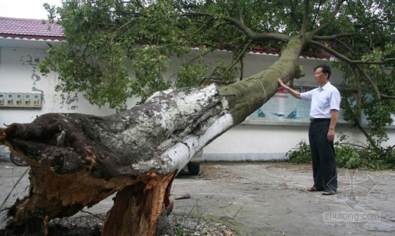 城市绿化树木规范资料下载-狂风“尤特”横扫多城，大量景观树惨遭重创，如何减少台风对城市绿化的损害，预防与抢险。