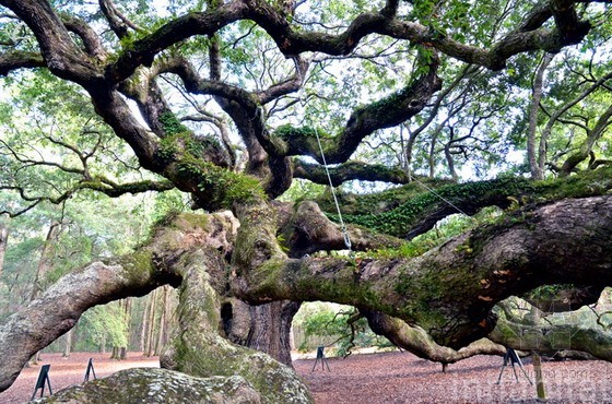 [分享]密西西比河东1400岁天使橡树