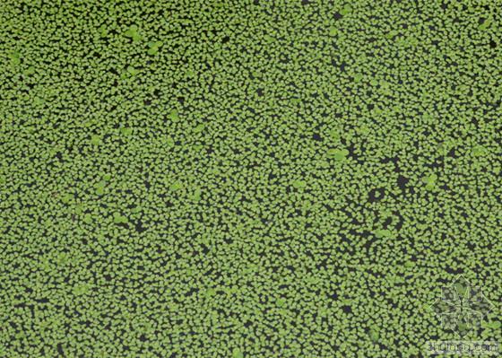 绿色水生植物资料下载-连云港：大量浮萍“来袭”蔷薇河 不影响饮用水水质