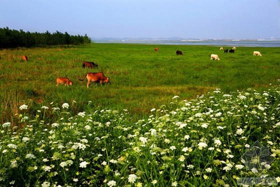 南京江西洲农业生态旅游资料下载-鄱阳湖千亩农地被旅游开发 政府每亩1年仅补120元