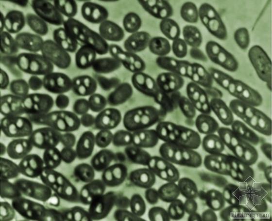 药厂生物洁净室论文资料下载-科学家赋予微生物新技能：生物燃料