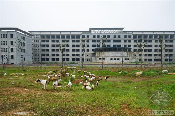 政府办公楼广场景观资料下载-居民在政府办公楼工地放羊？