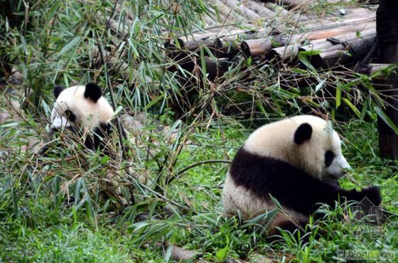 成都国家熊猫基地资料下载-国内野生大熊猫生存 受水电站等威胁