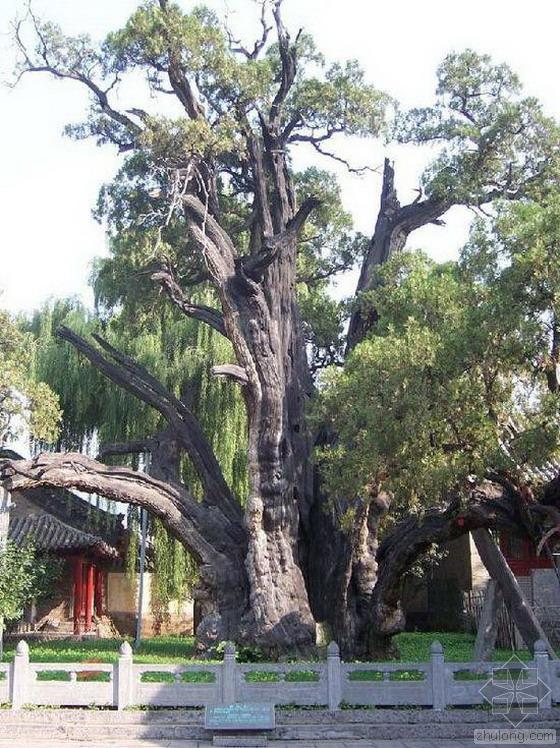 千年以上古树名木 春天让我们一起去拜拜-景观新闻-筑龙园林景观论坛