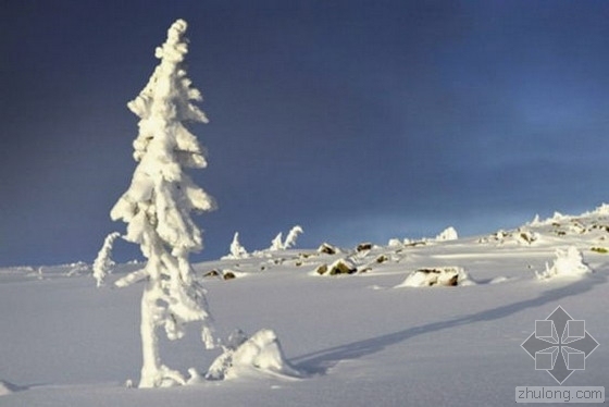 ‘反曲’挪威云杉资料下载-世界上最古老的树：9500岁冰河时期云杉