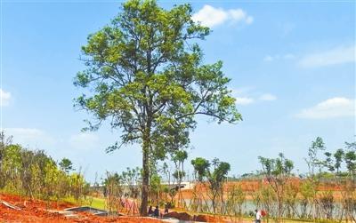 爱情公园景观资料下载-香樟树成一生爱情纪念 湿地公园主动让路