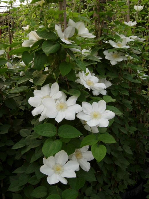 我国城市绿化中常用的攀援植物-景观设计-筑龙园林景观论坛